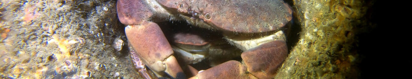 crabe